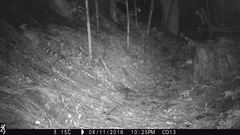 Bassariscus astutus flavus