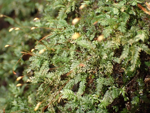 Hymenodontopsis bifaria observed 2026-09-14
