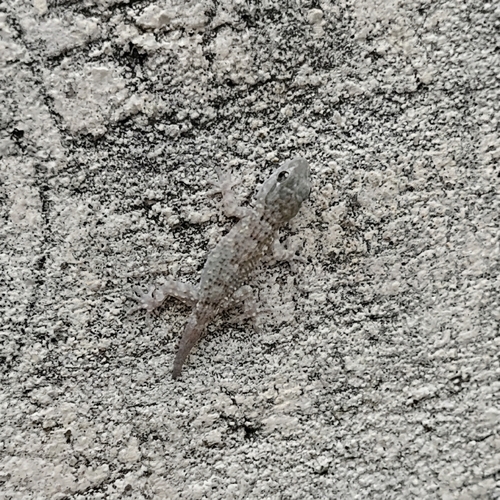 Moorish Gecko
