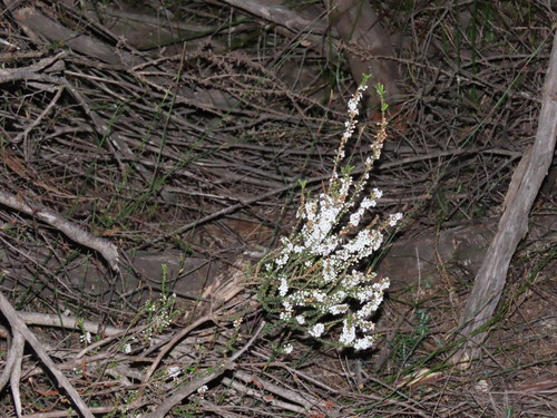 Epacris microphylla, photograph 5