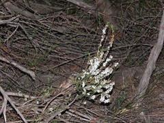 Epacris microphylla, photograph (c) ian_mcallan, some rights reserved (CC BY)