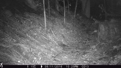 Bassariscus astutus flavus