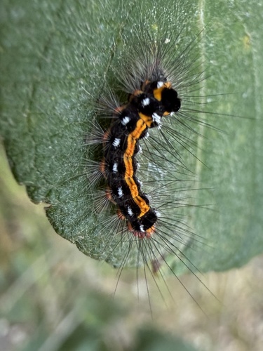 Swan Moth