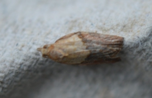 Light Brown Apple Moth