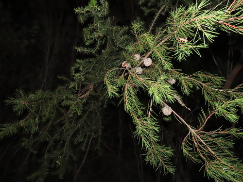 Hakea propinqua, 2026-09-05