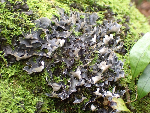 Cyanisticta observed 2026-09-14