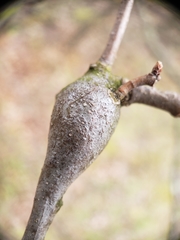 Zapatella quercusphellos