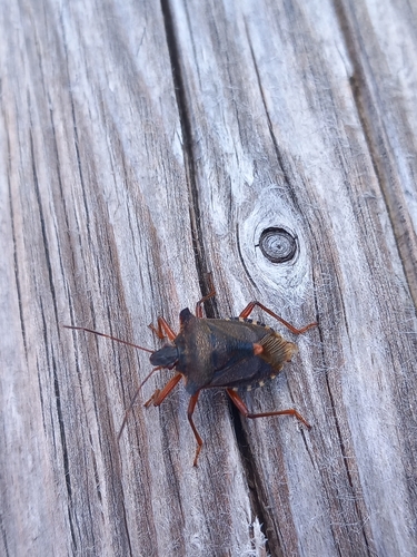 Forest Bug