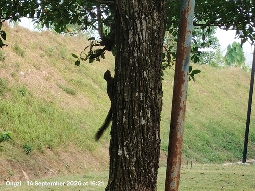 Plantain Squirrel