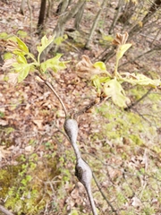 Zapatella quercusphellos