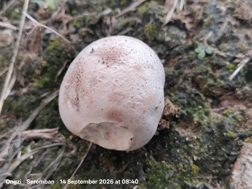 Purple-spored Puffball