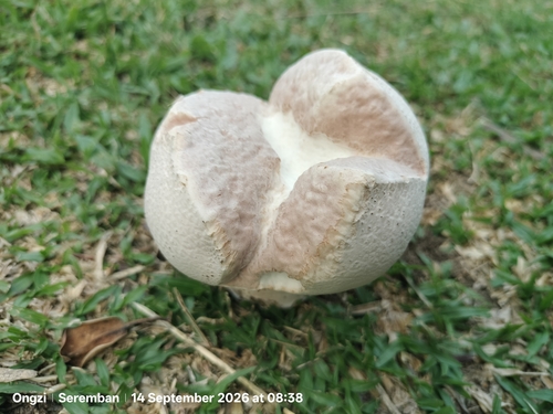 Calvatia lilacina