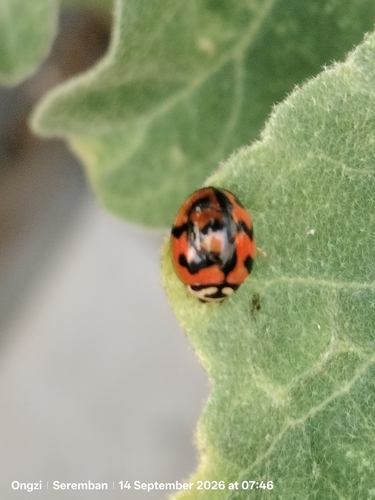 Six-spotted Zigzag Ladybird