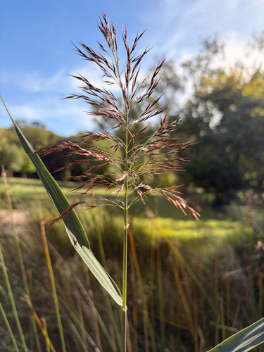 common reed