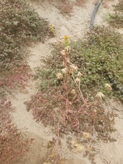 Senecio glaucus