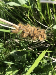 Malacosoma castrense