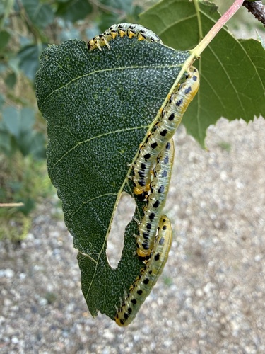 Hazel Sawfly
