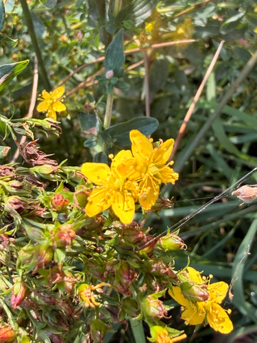 Common St. John's Wort