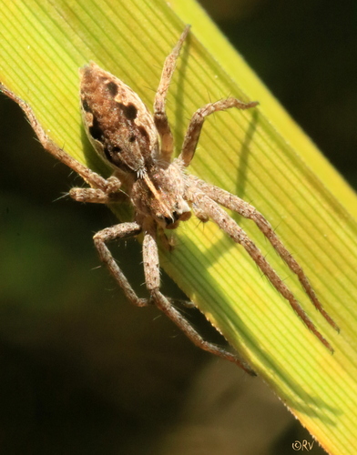 European Nursery Web spider