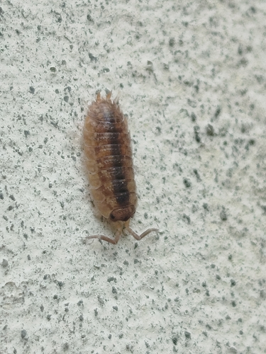 Common Rough Woodlouse