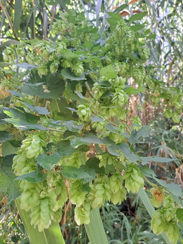 common hops
