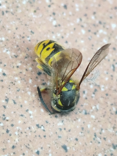 Common European Yellowjacket