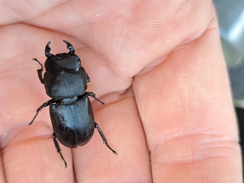 Lesser Stag Beetle