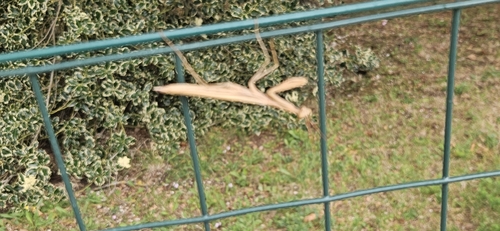 European Mantis