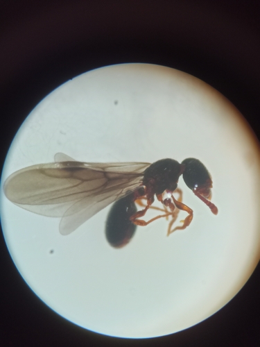 woodlouse ant