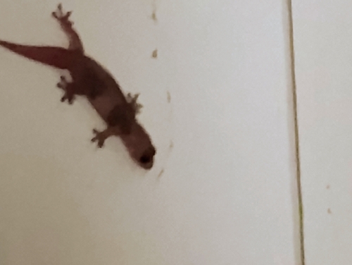 Gehyra mutilata observed 2026-09-13