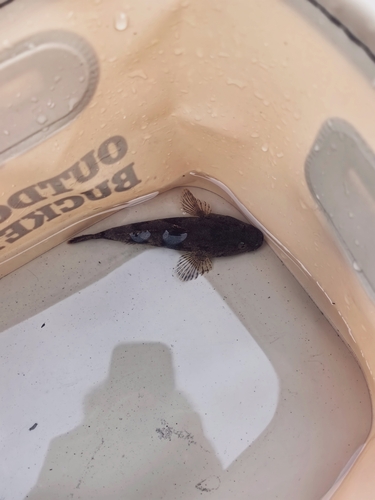Odontobutis potamophilus