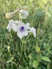 Delphinium pavonaceum
