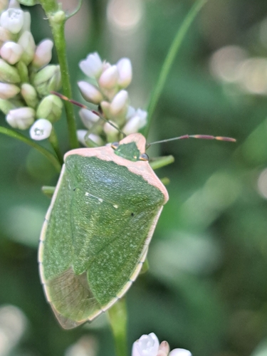 Southern Green Stink Bug