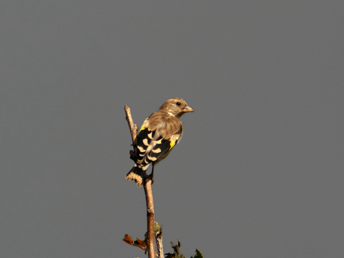 European Goldfinch