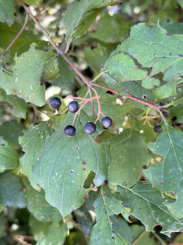common dogwood