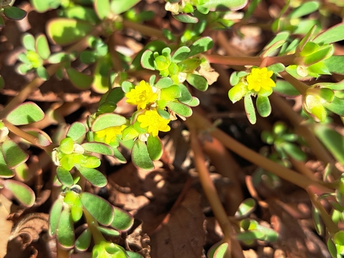 Common Purslane