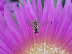 Toxomerus marginatus