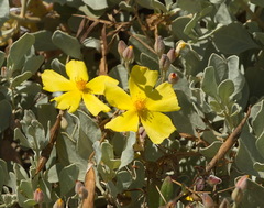 Cistus halimifolius