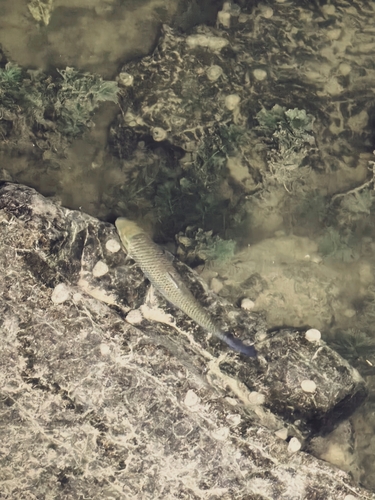 Barbel Chub