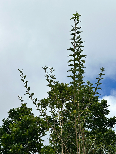 Premna microphylla observed 2026-09-13