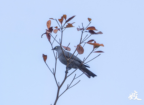 Coracina lineata observed 2026-09-14