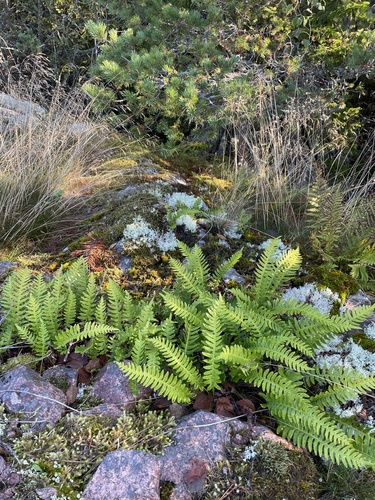 common polypody