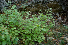 Styrax platanifolius