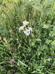 Delphinium pavonaceum