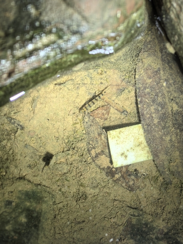 Acrossocheilus fasciatus