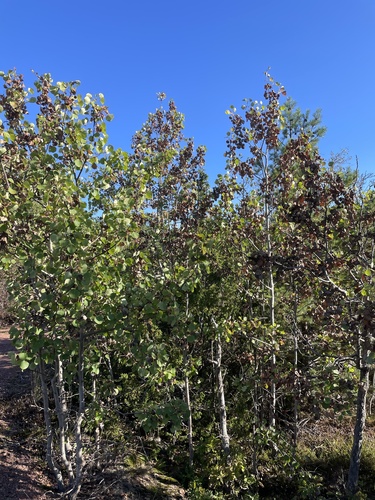 European aspen