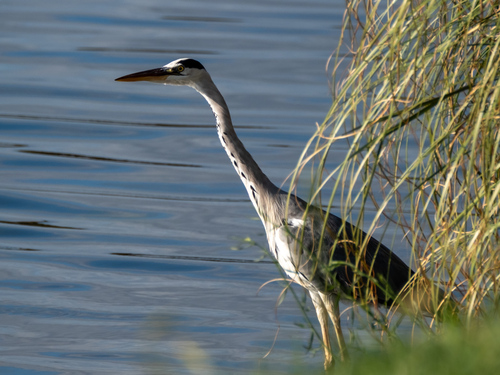 Grey Heron