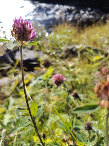 Red Clover