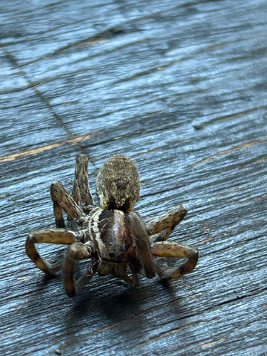Radiated Wolf Spider