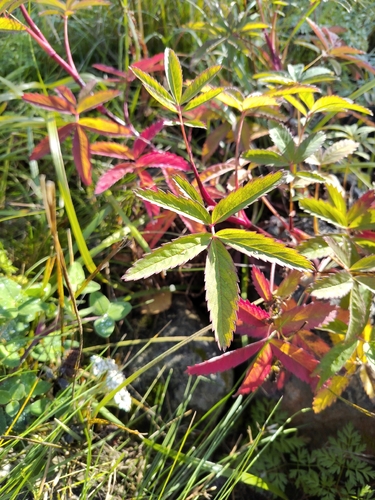 marsh cinquefoil